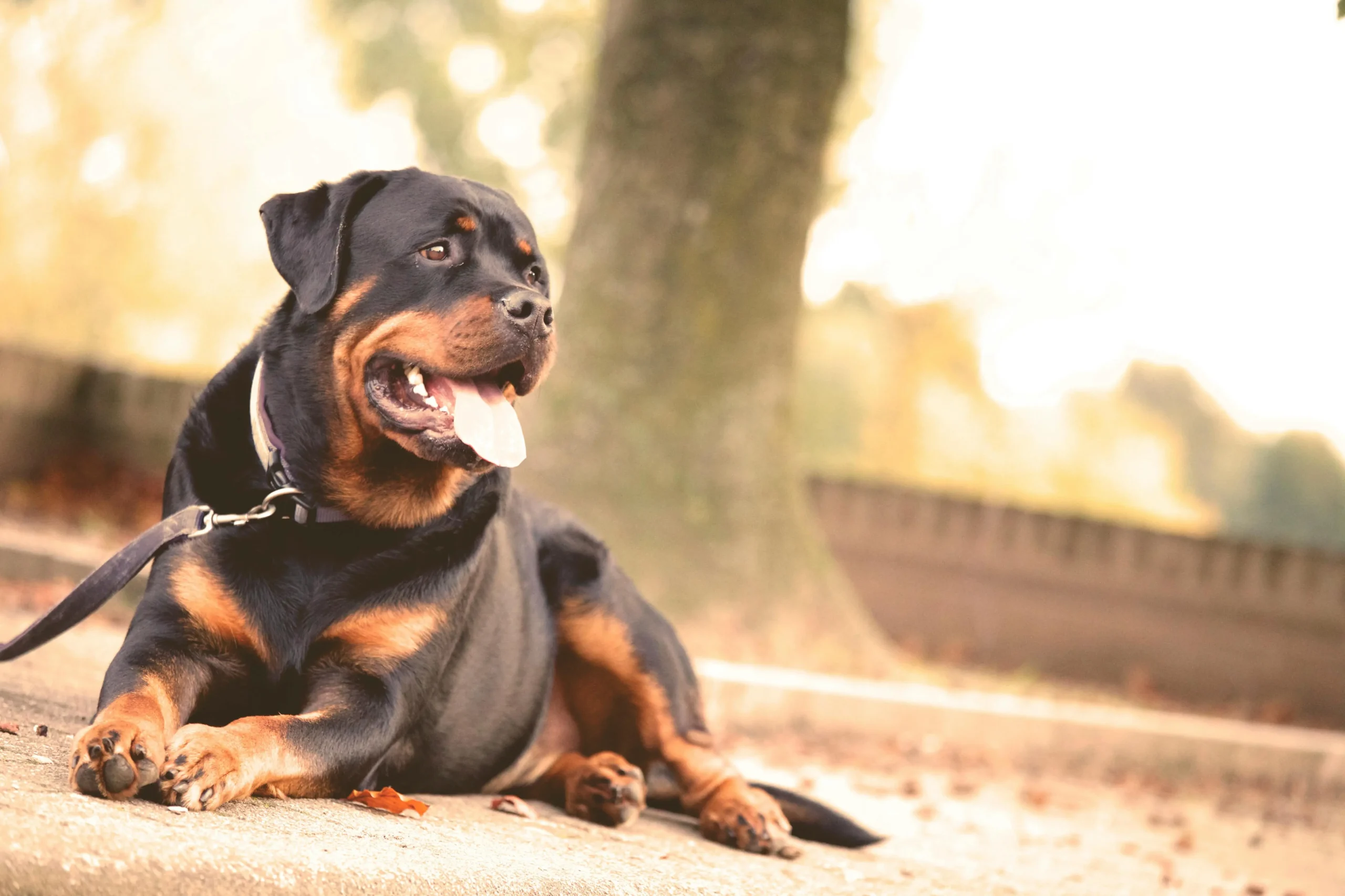 pexels-matthias-zomer-68798 pexels-matthias-zomer-68798